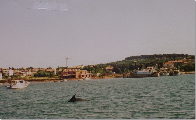 Delfin Safari Von Rabac Aus Kroatien Adriaforum Com