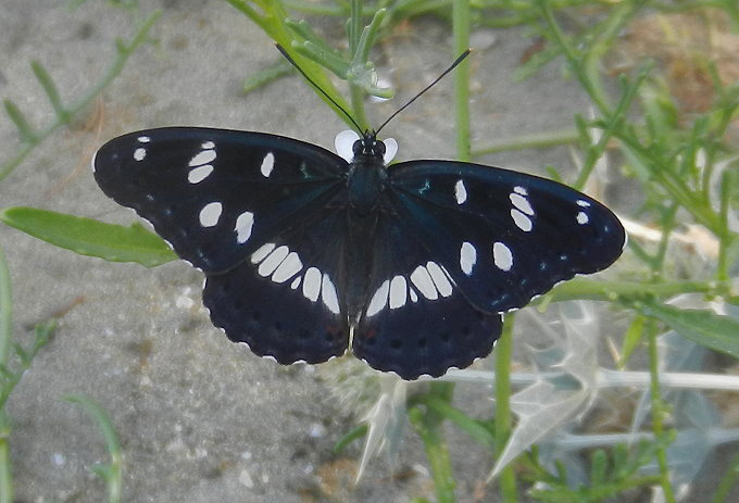 Dalmatien: Insel MLJET > Schmetterling am Strand