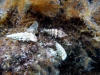 Muschelgehäuse mit Einsiedlerkrebsen