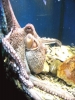 Porec<Aquarium>Krake I